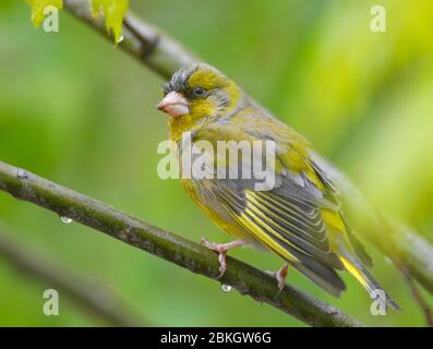 Sieversdorf, Deutschland. Mai 2020. Ein vom Regen nasser Grünfink (Carduelis chloris) sitzt auf einem Ast in einem Baum. Quelle: Patrick Pleul/dpa-Zentralbild/dpa/Alamy Live News Stockfoto