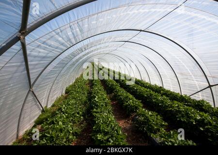 Anbau von Erdbeeren in einem Folientunnel bei Bergheim, Nordrhein-Westfalen, Deutschland. Aufbau von Erdbeeren in einem Folientunnel bei Bergheim, Stockfoto