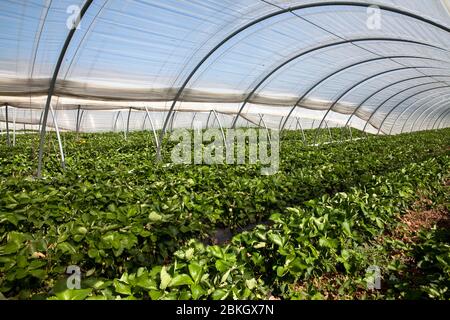 Anbau von Erdbeeren in einem Folientunnel bei Bergheim, Nordrhein-Westfalen, Deutschland. Aufbau von Erdbeeren in einem Folientunnel bei Bergheim, Stockfoto