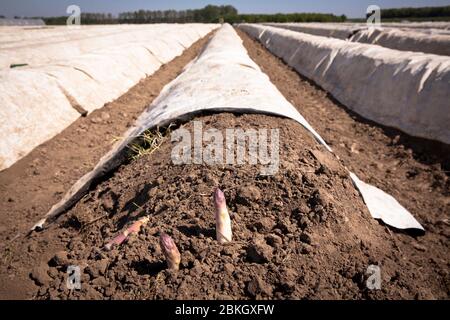 Aspargus Feld bei Bergheim, Nordrhein-Westfalen, Deutschland. Spargelfeld bei Bergheim, Nordrhein-Westfalen, Deutschland. Stockfoto