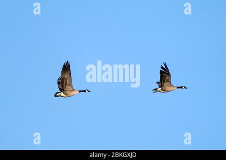 Kanadagänse im Flug über Maisfelder Stockfoto