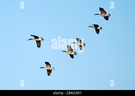 Kanadagänse im Flug über Maisfelder Stockfoto