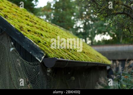 Altes Schilfdach des alten Hauses mit grünem Moos bedeckt Stockfoto