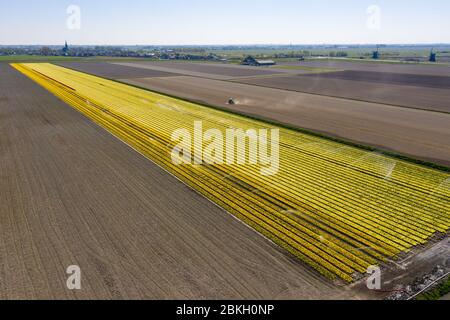 Antenne des Blumenfeldes in voller Blüte im Frühjahr bestreut Stockfoto