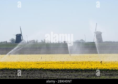 Antenne des Blumenfeldes in voller Blüte im Frühjahr bestreut Stockfoto