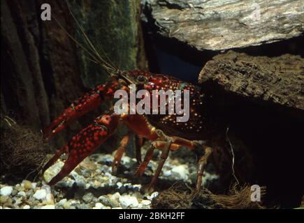 Rote Sumpfkrebse, Procambarus clarkii Stockfoto