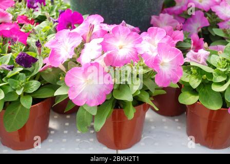 Petunia, Petunien im Tablett, Petunia im Topf, Petunia in Mischfarbe, rosa Farbton Stockfoto