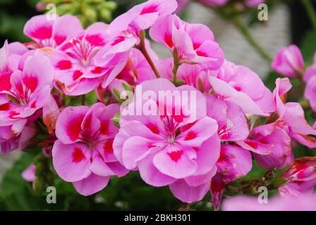 Pelargonium - Geranium Blumen zeigen ihre schönen Blütenblatt Detail im Garten mit einem grünen Hintergrund Stockfoto