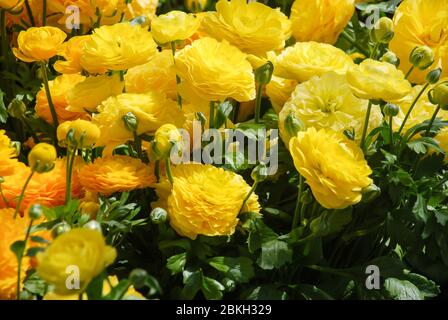 Gelbe Rananculus-Flora. Eine blühende Blume mit detaillierten Blütenblättern, Topfpflanze Stockfoto