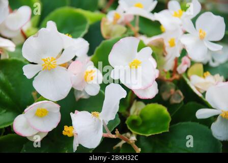 Weiße Begonien, semperflorens begonias im Garten, eingetopfte Begonien Stockfoto