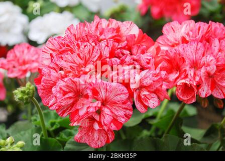 Pelargonium - Geranium Blumen zeigen ihre schönen Blütenblatt Detail im Garten mit einem grünen Hintergrund Stockfoto