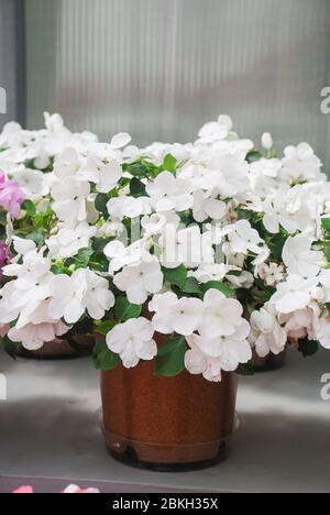 Weiße Impatiens in Topfpflanzen, wissenschaftlicher Name Impatiens walleriana Blüten auch Balsam genannt, Blütenbeet in weiß Stockfoto