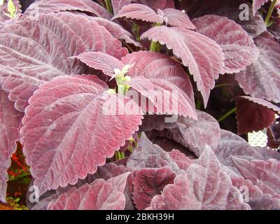 Violette Blätter der Coleus-Pflanze, Plectranthus scutellarioides Stockfoto