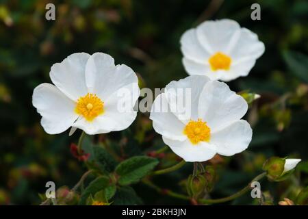 Sagelaf Rock Rose blühend in der hellen sonnigen Tag im Garten, Salbeileaf Rock Rose. Cistus salviifolius immergrüne Pflanze. Stockfoto