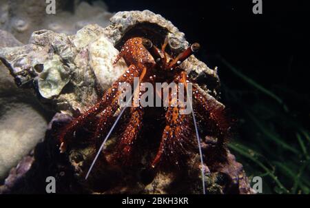 Dardanus megistos, die Weißfleckige Einsiedlerkrabbe Stockfoto