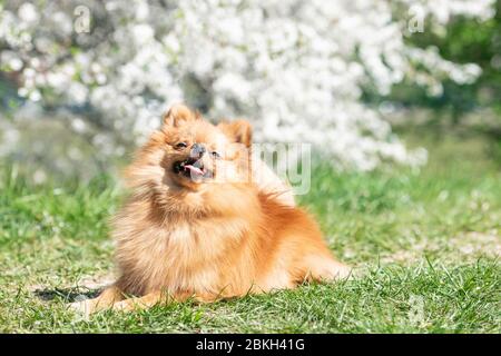 Pommersche spitz Hund, hübsches kleines Hund, im Frühling natürlicher Hintergrund. Spitz posiert in Blüte Natur Hintergrund Stockfoto