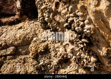 Südafrika, Western Cape, Plettenberg Bay, Robberg Nature Reserve, Flusssteinkonglomerat Gestein aus abgerundeten Kieselsteinen in Sandstein gesetzt Stockfoto