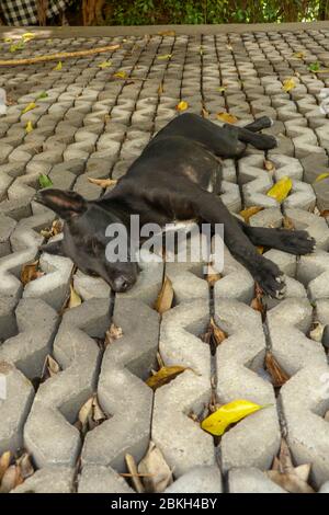 Junge schwarze Hund auf Betongras vorgefertigte Elemente liegend. Schwarzer Welpe mit ausgestreckten Beinen, die auf der Seite liegen und friedlich schlafen. Niedliches Haustier Stockfoto