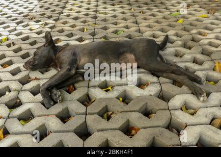 Junge schwarze Hund auf Betongras vorgefertigte Elemente liegend. Schwarzer Welpe mit ausgestreckten Beinen, die auf der Seite liegen und friedlich schlafen. Niedliches Haustier Stockfoto