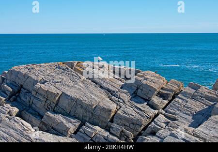 Eineineinige Möwe, die an einer felsigen Küste in Portland Maine's Cape Elizabeth soziale Distanz aufrecht erhält Stockfoto