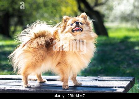 Pommersche spitz Hund, hübsches kleines Hund, im Frühling natürlicher Hintergrund. Spitz posiert in Blüte Natur Hintergrund Stockfoto