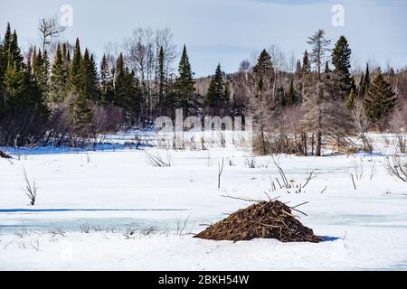 American Beaver, Castor canadensis, Lodge entlang eines Baches in der North Shore Region von Minnesota, USA Stockfoto