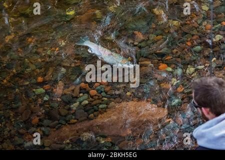 Fischer, die eine große Forelle aus dem Lake Superior im Tettegouche State Park an der Nordküste von Minnesota, USA landen [Keine Modellfreigabe; verfügbar für Stockfoto