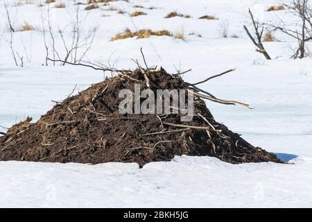 American Beaver, Castor canadensis, Lodge entlang eines Baches in der North Shore Region von Minnesota, USA Stockfoto