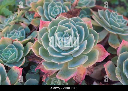 Nahaufnahme von Echeveria elegans oder Alabasterrosen, fleischigen oder saftigen PflanzenZZ Stockfoto