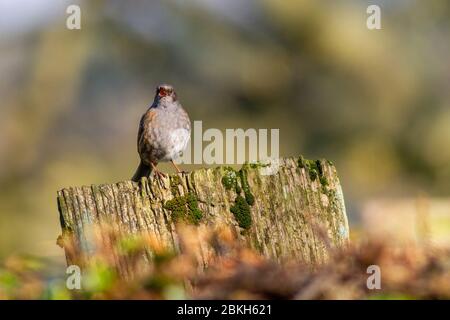 Ein Dunnock (Prunella Modularis) singt auf einem Zaunpfosten, Großbritannien Stockfoto