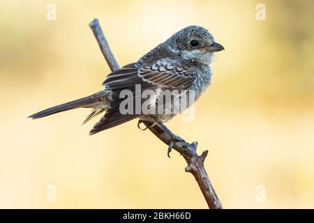 Der junge Würger des Woodchat, Senator Lanius, thront auf einem Ast auf einem klaren, unfokussierten Hintergrund. Spanien Stockfoto