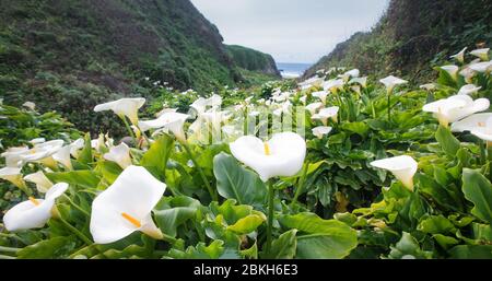 Calla Lily Valley im Garrapata State Park (Big Sur) Stockfoto