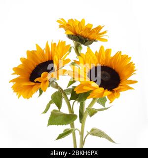 Sonnenblumen isoliert auf weißem Hintergrund. Saisonaler Natur Hintergrund. Stockfoto