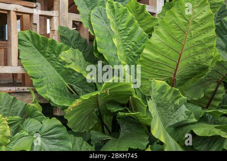 Vollbildschießen Alocasia macrorrhizos oder Riesentaro oder Riesentaros oder Riesentarulasien ist eine Art von blühenden Pflanze in der Familie Arum (Araceae), dass sie heimisch ist Stockfoto