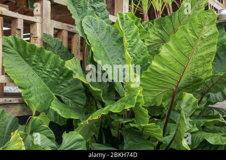 Vollbildschießen Alocasia macrorrhizos oder Riesentaro oder Riesentaros oder Riesentarulasien ist eine Art von blühenden Pflanze in der Familie Arum (Araceae), dass sie heimisch ist Stockfoto