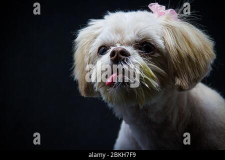 Eine kleine weiße Shih Tzu vor einem schwarzen Hintergrund auf der Welt um sie herum auf der Suche sitzen. Stockfoto