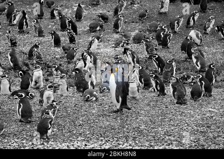Ein Königspinguin vor vielen Magellanpinguinen, Feuerland, Argentinien Stockfoto