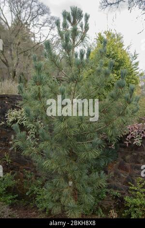 Koreanische Kiefer (Pinus koraiensis 'Shibamichi') in einem Garten in Rural Devon, England, Großbritannien Stockfoto