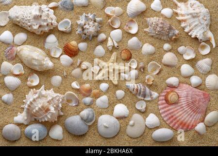 Eine große Anzahl von Muscheln und Steinen sind auf gelbem Sand angelegt. Blick von oben. Eine hohe Auflösung. Es kann als Hintergrundbild oder Hintergrund verwendet werden. Stockfoto