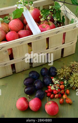 Frisch geerntete Äpfel und Pflaumen in einem Korb. Stockfoto