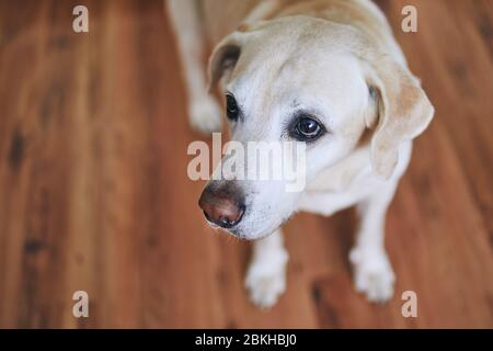 Niedlicher Hund zu Hause. Porträt des alten labrador Retriever auf Holzboden. Stockfoto