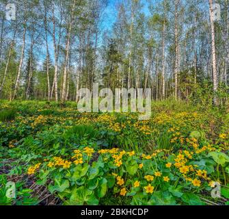 Lichtung mit gelben Wildblumen aus Sumpfmarigold, Königskasse (Caltha palustris) im Frühling Birkenwald. Frühe Frühlingslandschaft bei sonnigen Tag, Sibirien Stockfoto