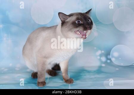 thai Katze auf blauen Blase Hintergrund in einer schönen Show Stockfoto