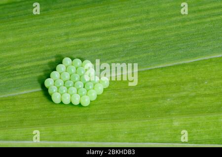 Gelber grüner Schildbug - Palomena prasina 28 neu gelegte Eier Stockfoto
