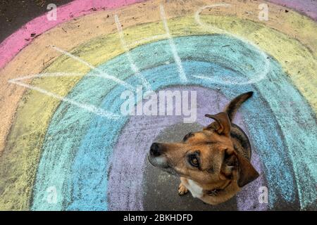 Hund auf einem Bürgersteig mit einem NHS Regenbogen auf ihrem täglichen Trainingsausflug, Burley-in-Wharfedale kreiste Stockfoto