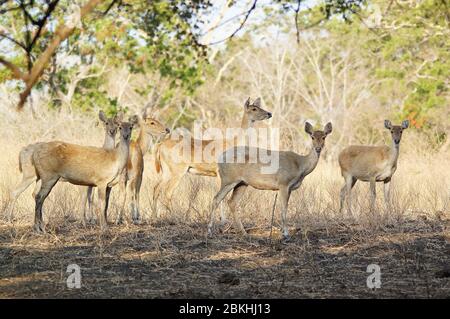 Javan Rusa oder Sunda Sambar (Rusa timorensis) ist eine Hirschart, die auf den Inseln Java, Baluran National Park, Ost-java, Indonesien endemisch ist Stockfoto