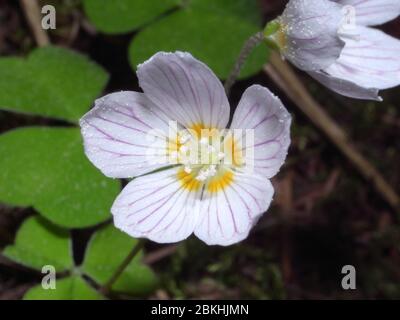 Nahaufnahme von Oxalis acetosella (Holzsaurel oder gewöhnlicher Holzsaurel), einer rhizomatösen blühenden Pflanze aus der Familie Oxalidaceae, die in den meisten Ländern Europas verbreitet ist Stockfoto