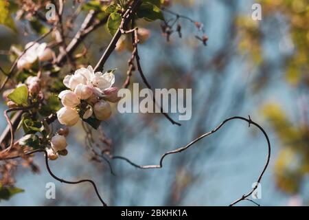 Ungeöffnete Knospen auf einem Apfelbaum, selektiver Fokus. Stockfoto