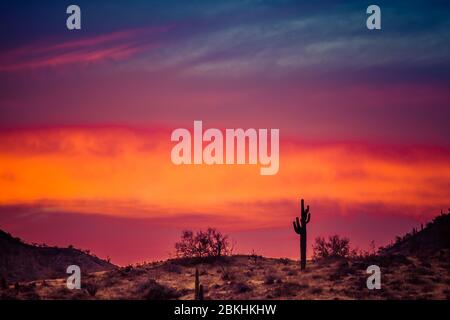 Ein Sonnenuntergang über einem Saguaro Kaktus in der Sonoran Wüste von Arizona. Stockfoto