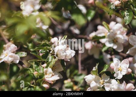 Biene auf einem blühenden Zweig eines Obstbaums, Bestäubungskonzept, selektiver Fokus. Stockfoto